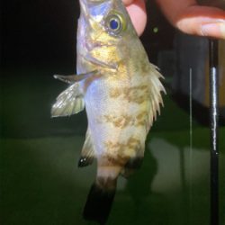 メバルプチ祭り