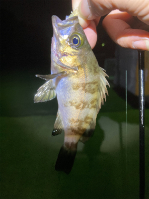 メバルプチ祭り