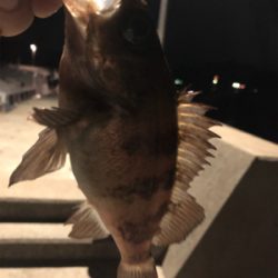 アジング！メバリング！