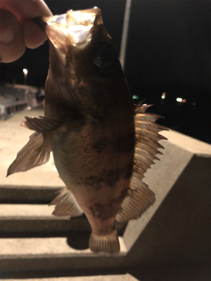 アジング！メバリング！