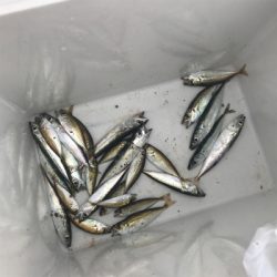 雨が降る前にサクッと釣り