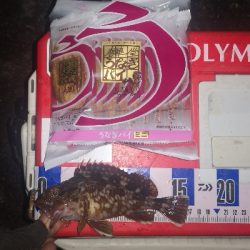 アジング練習 299