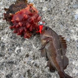 今シーズン初の沖堤！