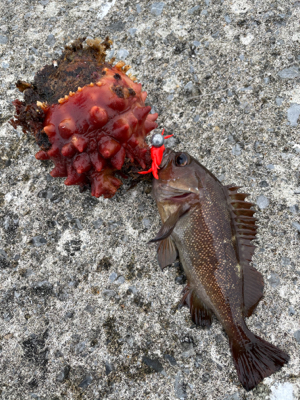 今シーズン初の沖堤！