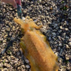 今シーズン初アオリ