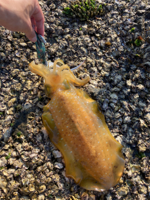 今シーズン初アオリ