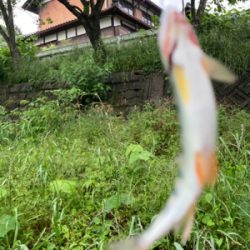 今日も今日とて