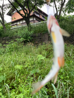 今日も今日とて