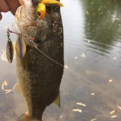 スピナベフィッシュ