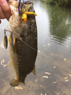 スピナベフィッシュ