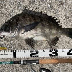 エリア10でシーバスとチヌ