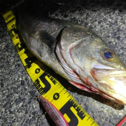 残ったシーバス探検隊