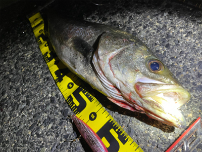 残ったシーバス探検隊