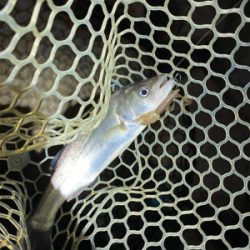 淀川ブリームゲーム