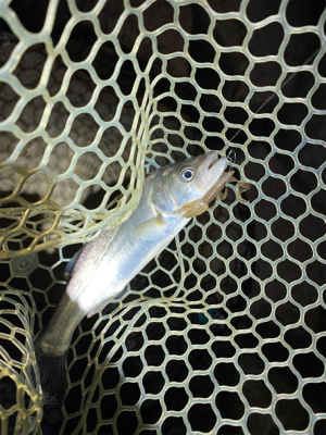 淀川ブリームゲーム