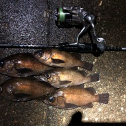 スーパームーンメバリング