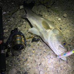 シーバス祭り！！