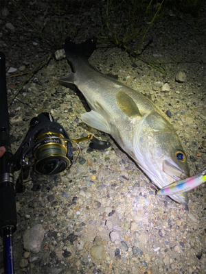 シーバス祭り！！