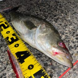 連日シーバス探検