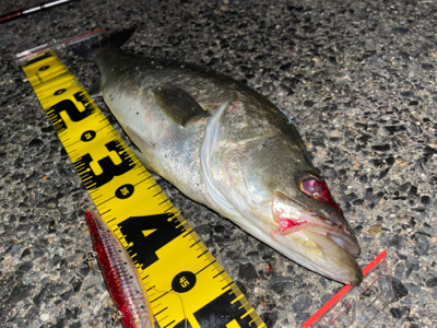 連日シーバス探検