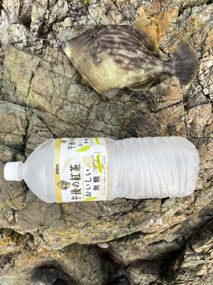 砂浜の女王さま