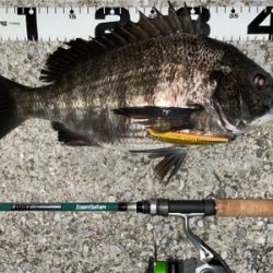 エリア10でチヌ祭り