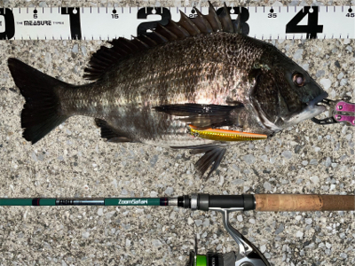 エリア10でチヌ祭り