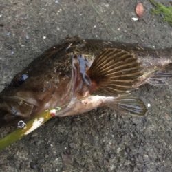 たけのこめばる