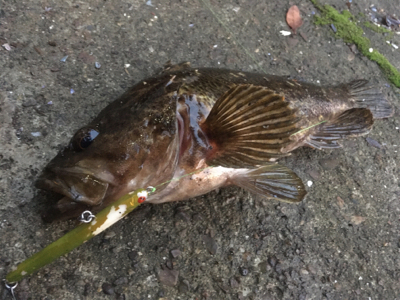 たけのこめばる