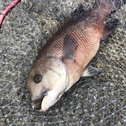 コブダイのカブセ釣り