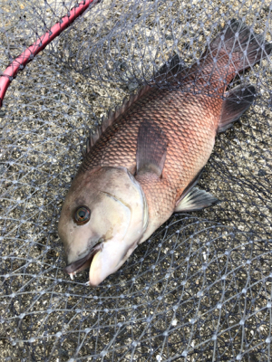 コブダイのカブセ釣り
