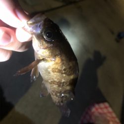 アジング、メバリング