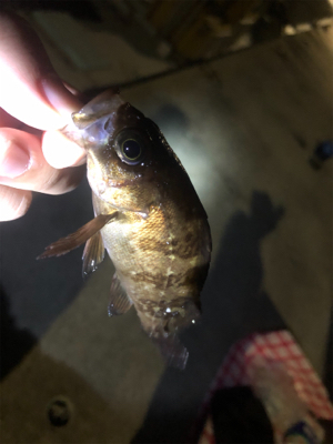 アジング、メバリング