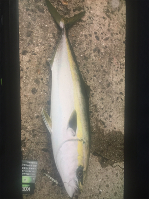 キスでも釣れないかな〜❗&#…