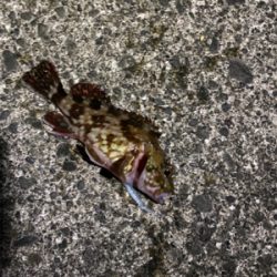 短時間アジング