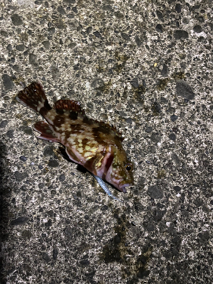 短時間アジング