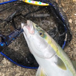 シーバス予定が青物