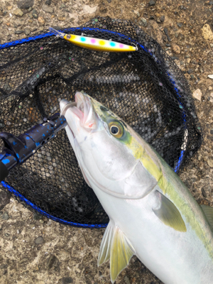 シーバス予定が青物