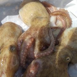 タコがチビすぎる