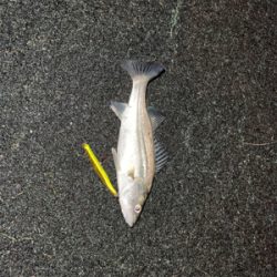 トリックバチパターン?