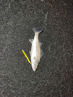 トリックバチパターン?