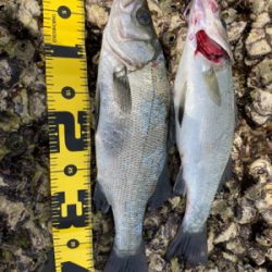 ロックショア　ヒラスズキ