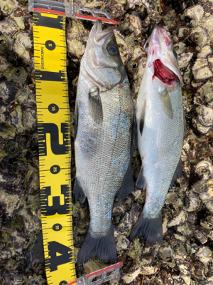 ロックショア　ヒラスズキ