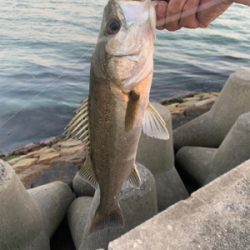 ガシラを狙っていたら・・・