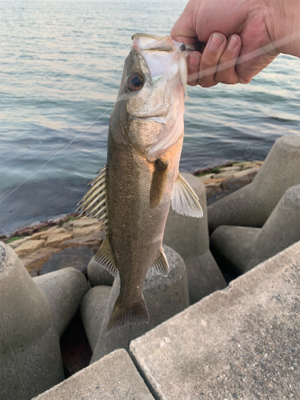 ガシラを狙っていたら・・・