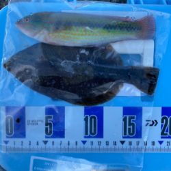 キス、五目釣り