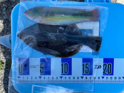 キス、五目釣り