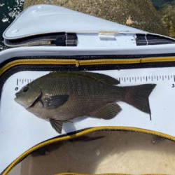 グレフィーバー