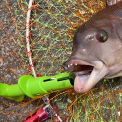 チヌ来ずカンダイ