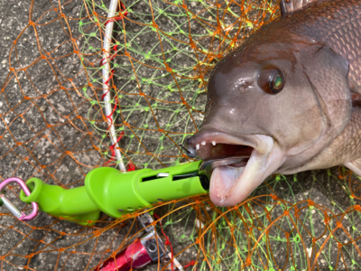 チヌ来ずカンダイ